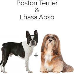 Bosapso Dog